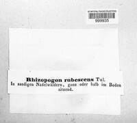 Rhizopogon rubescens image